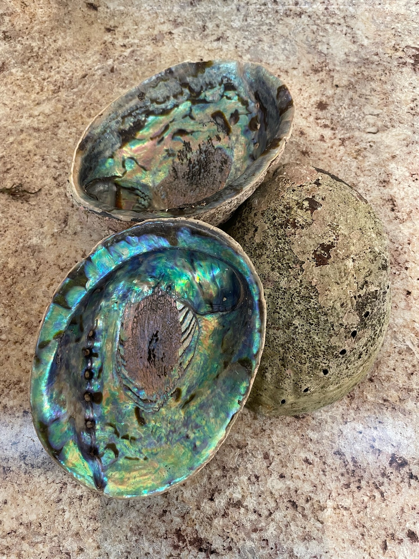 Abalone Shell Soap Dish