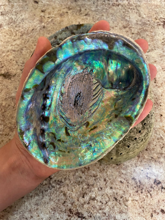 Abalone Shell Soap Dish